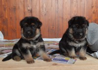 /album/a4-tyzdne-4-weeks/psikovia-2-jpg/